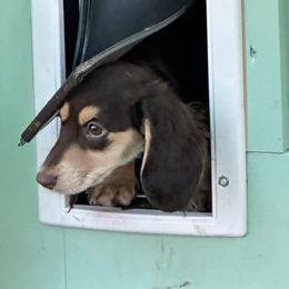 Coffee Baby - Chocolate and cream female Dachshund puppy in Irving, Texas from DFW Dachshunds by G & S