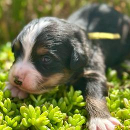 Yellow Collar Girl - Black rust and white female Bernese Mountain Dog puppy in Herriman, Utah from Shaggy Mountain Pups LLC