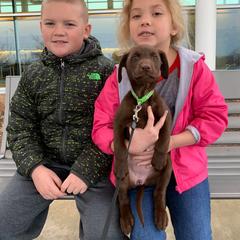 French Brittany and Labrador Retriever Puppies from Mackinaw Valley Gun Dogs