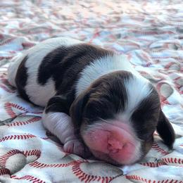 Purple Girl - Brown white and tan female Cocker Spaniel puppy in Beggs, Oklahoma from Southern Country Cockers