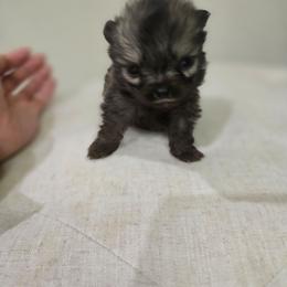 Kahlua - Black and brindle female Pomeranian puppy in Placer County, California from Lilmonster Pomeranians