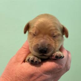 Green - Golden male Golden Retriever puppy in Eustis, Florida from Earley Goldens