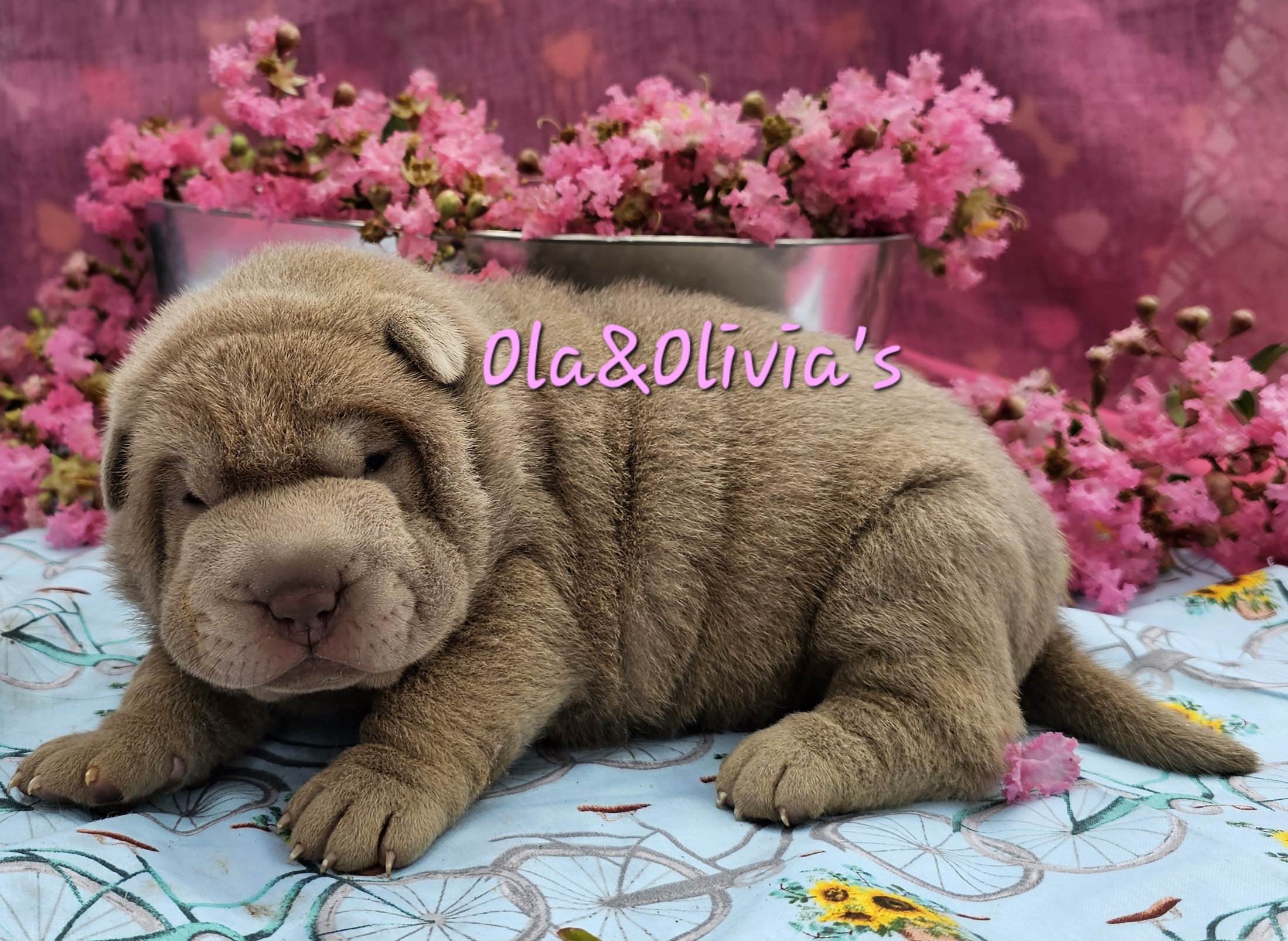 Chinese Shar-Pei Puppies from Zoey's Waggly Tails