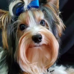 Armani - Biewer Terrier