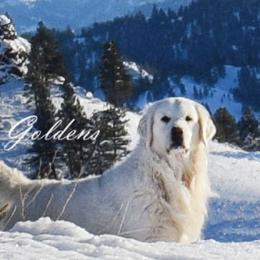 Harrison Lee - Golden Retriever