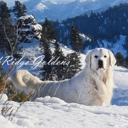 Harrison Lee - Golden Retriever