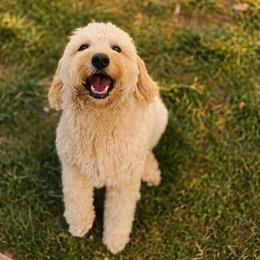 Moose - Goldendoodle