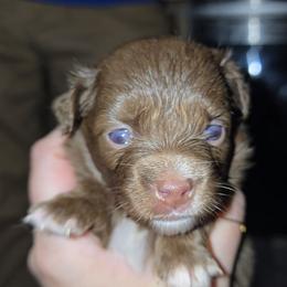 Grace - Red & white female Miniature Australian Shepherd puppy in Arlington, Texas from CopperHead Aussies