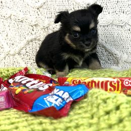 Kanga - Black and tan female Chihuahua puppy in Hobgood, North Carolina from Four Kids’ Farms, LLC