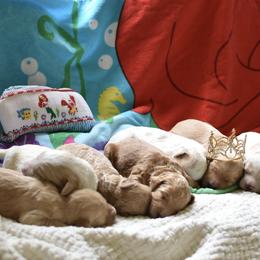 Goldendoodle Puppies from Edge Farm Goldendoodles