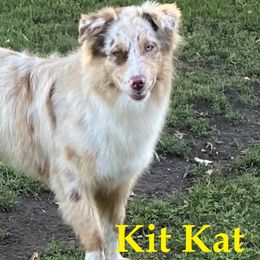 Australian Shepherds from Bruno Farms