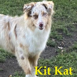 Australian Shepherds from Bruno Farms