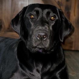 Fancy  - Labrador Retriever