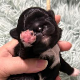 Boy 1 - mint collar - Black male Shih Tzu puppy in Berkeley Springs, West Virginia from Sandridge Shih Tzus