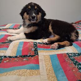 Angel - Black tri female Miniature Australian Shepherd puppy in Florida from Silver Palms Ranch
