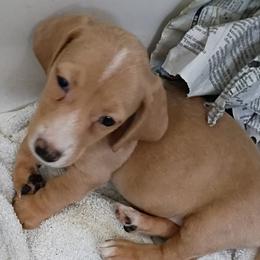 Pepino - Red male Dachshund puppy in Pahrump, Nevada from Heaven Sent Doxies