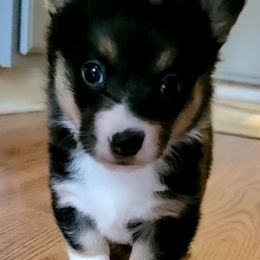 Pembroke Welsh Corgi Puppies from Rose Water Corgis