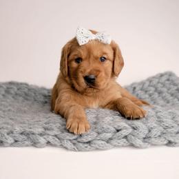 Wendy - Dark golden female Golden Retriever puppy in Buhl, Idaho from Atkinson's Goldens