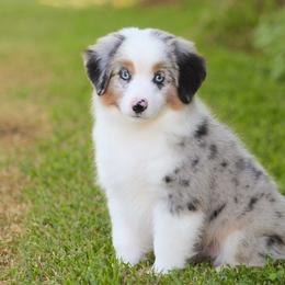 Wilson - Blue merle male Miniature American Shepherd puppy in Palacios, Texas from Coastal’s Miniature American Shepherds