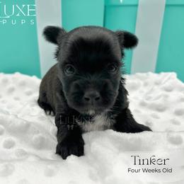 Tinker - Black and tan female Yorkshire Terrier puppy in Scottsdale, Arizona from Lil Luxe Pups