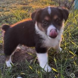 Pembroke Welsh Corgi Puppies from JD's Corgi Kennel