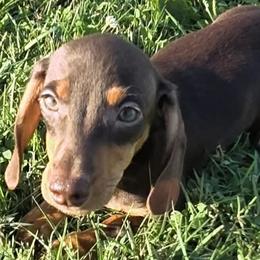 Dachshund puppies from Spruce Valley Miniature Dachshunds & Boston Terriers