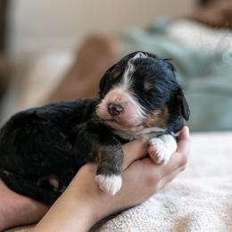 Torch - Standard Bernedoodle - Tri-color male Bernedoodle puppy in Eureka, Illinois from Joley Aire Family Dogs