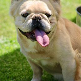 Judge - French Bulldog