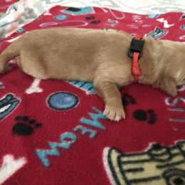 Boy 5 - Golden Retriever puppy in Argyle, Texas from Randalls Golden Retrievers