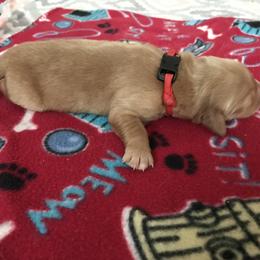 Boy 5 - Golden Retriever puppy in Argyle, Texas from Randalls Golden Retrievers