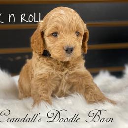 Cockapoo Puppies from Crandall’s Doodle Barn