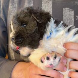 Newfoundland Puppies from Black Lions Newfoundlands