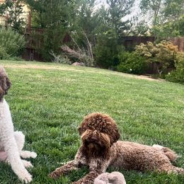 Lagotto Romagnolo Puppies from Anna’s Lagottos
