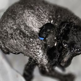 Yorkipoo puppies from Effervescent-Pooches
