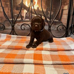 Bocephus - Black Collar - Brown male Boykin Spaniel puppy in Hurtsboro, Alabama from PARK’s Family Farm