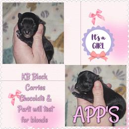 Girl - Black and tan female Yorkshire Terrier puppy in Wartburg, Tennessee from Amanda's Precious Pups