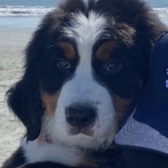 Bernedoodles, Bernese Mountain Dogs, Poodles, and Sheepadoodles from Bubbling Springs Doodles, LLC