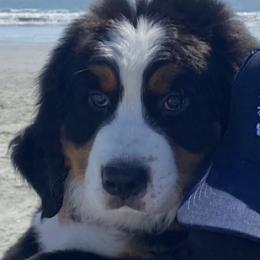 Bernedoodles, Bernese Mountain Dogs, Poodles, and Sheepadoodles from Bubbling Springs Doodles, LLC