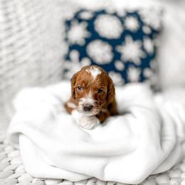 Zazu - Red  male Goldendoodle puppy in Springville, Utah from Happy Doodle