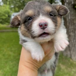 American Corgi and Pembroke Welsh Corgi Puppies from High Cotton Corgis