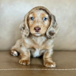 Dachshund Puppies from Gem State Mini Dachshunds