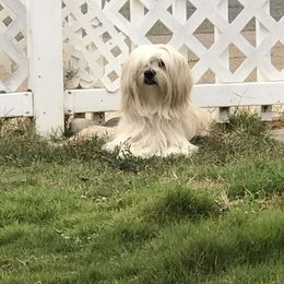 Baby Doll Girl - Lhasa Apso
