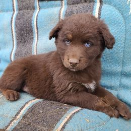 Australian Shepherds from Squirrelytail Farms