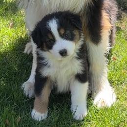 Charm - Black tri-color female Australian Shepherd puppy in Star, Idaho from Star Aussies