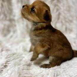 Companion Cross and Morkie Puppies from Little Wigglebottoms