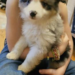 Miniature Australian Shepherd Puppies from Carter's Cuties