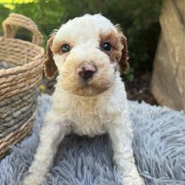 Bella - Parti female Labradoodle puppy in English, Indiana from Doodle Darlings