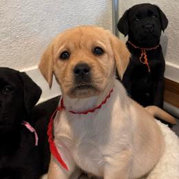 Red - Yellow female Labrador Retriever puppy in Escalon, California from Hansen Retrievers