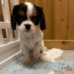 Wesner's - Tri-color male Cavalier King Charles Spaniel puppy in Alpena, Michigan from Michelle Wesner