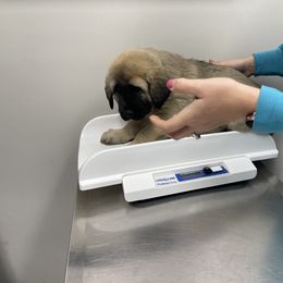Anatolian Shepherd Dog Puppies from Smithville Hay Livestock Guardian Dogs